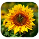 Logo of Sun Flower Clock Live Wallpaper android Application 